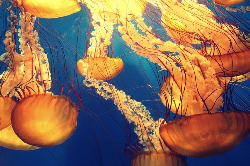 Underwater World